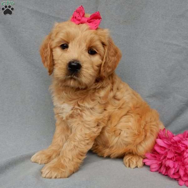 Quincy-Medium, Goldendoodle Puppy